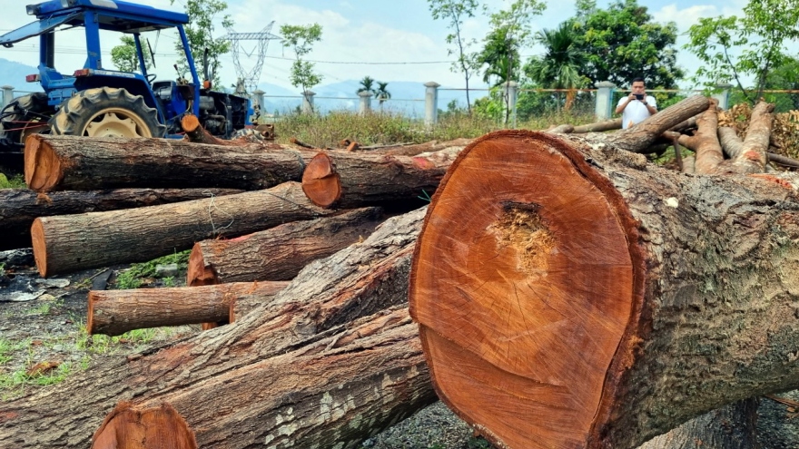 Người dân bức xúc vì hàng sao đen 15 năm tuổi bị chặt hạ khi cải tạo vỉa hè