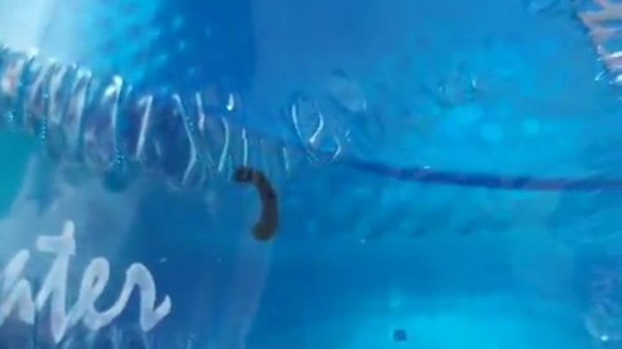 Tá hỏa khi phát hiện đỉa trong bình nước uống cung cấp cho trường mầm non