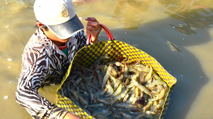 GRDP Cà Mau đứng thứ 5 cả nước nhưng mặt hàng chủ lực vẫn khó khăn