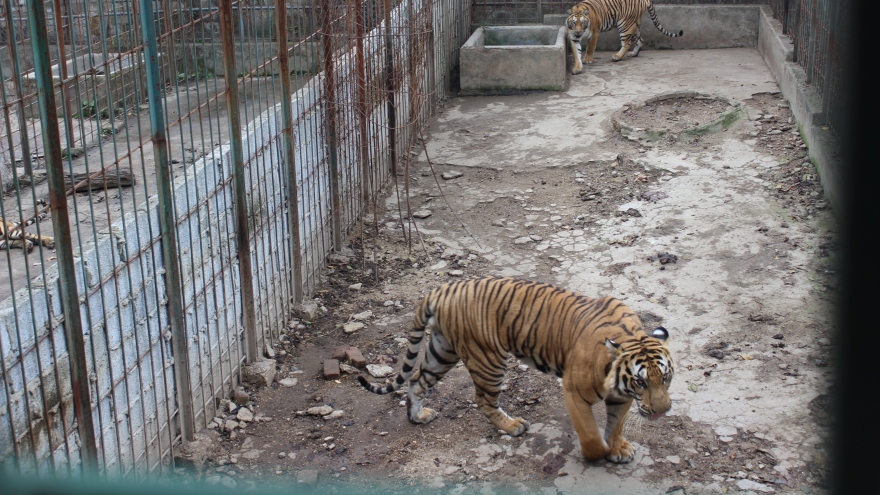 Một hộ dân ở Thái Nguyên tự nguyện bàn giao 6 cá thể hổ cho Nhà nước