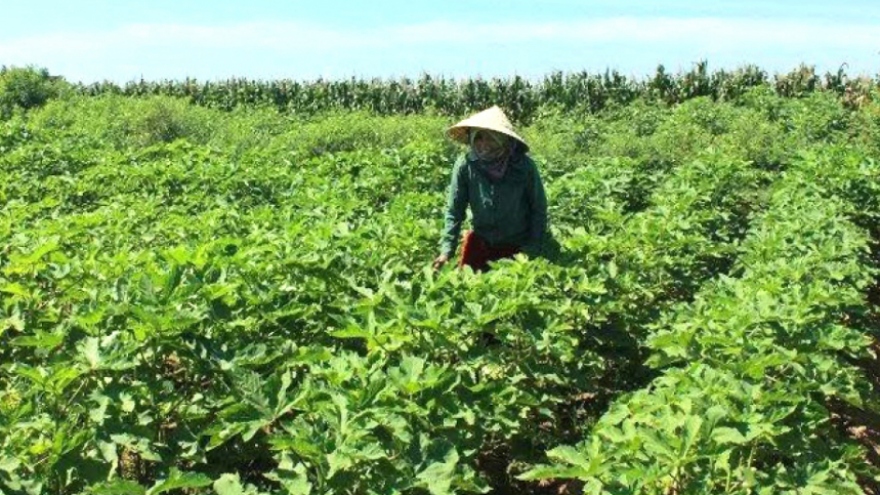 Nông dân Quảng Nam chuyển đổi cây trồng thích ứng với biến đổi khí hậu