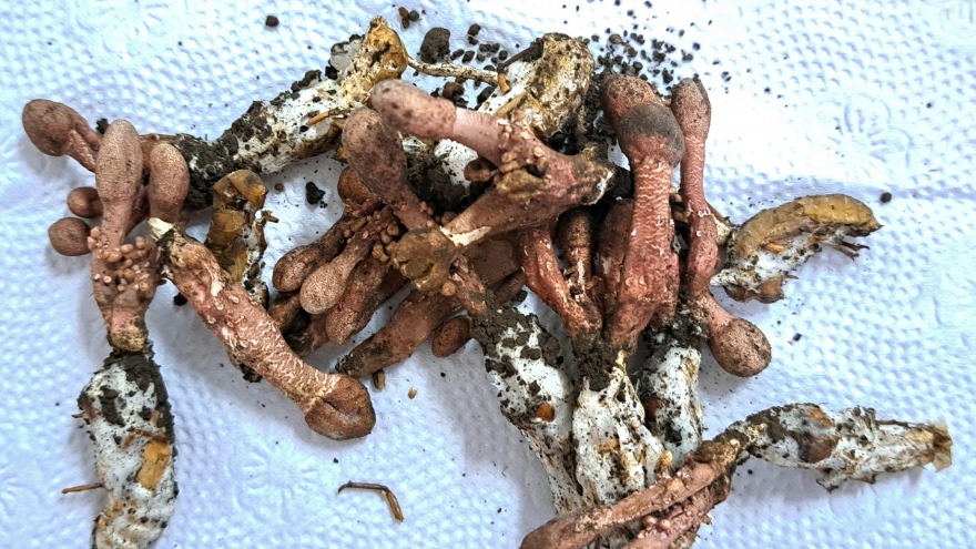 Rơi vào hôn mê sâu vì ăn nấm độc ký sinh trên xác ve sầu