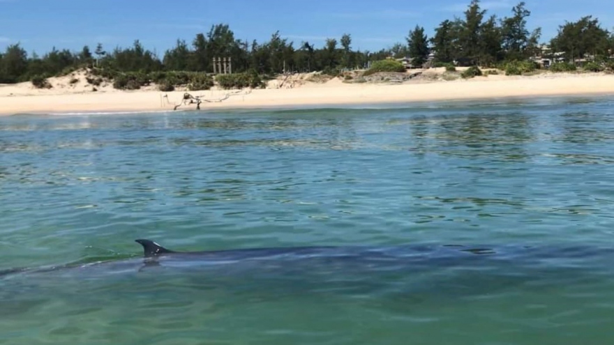 Cá voi bơi lượn sát bờ biển ở Thừa Thiên Huế