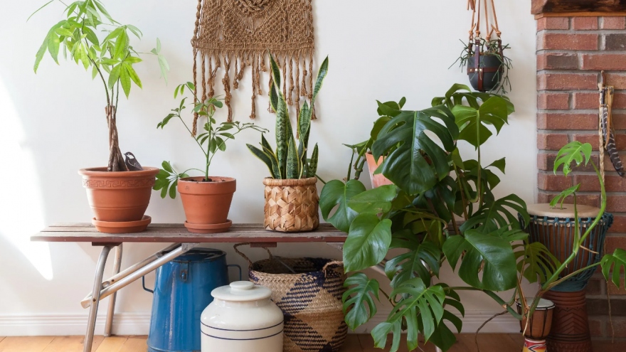 Những lưu ý khi bày trí cây cảnh trong nhà