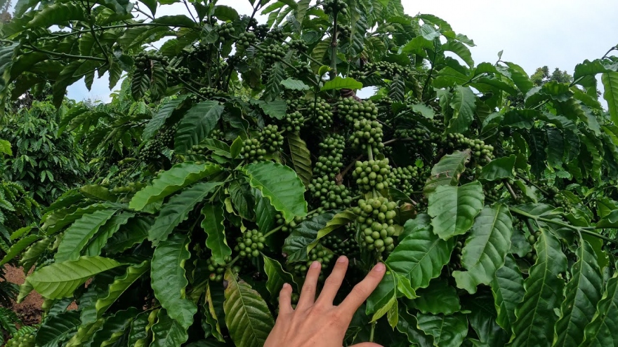 Lợi ích sức khỏe tiềm năng từ lá cà phê