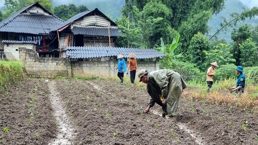 Nông dân Lai Châu tập trung khôi phục sản xuất sau thiên tai