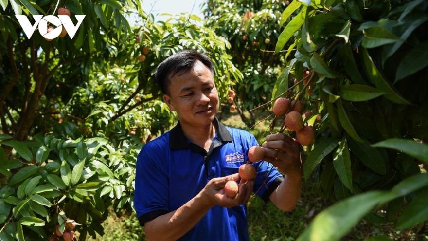 Cấp 43 mã số mới vùng trồng cho “thủ phủ” vải thiều Bắc Giang