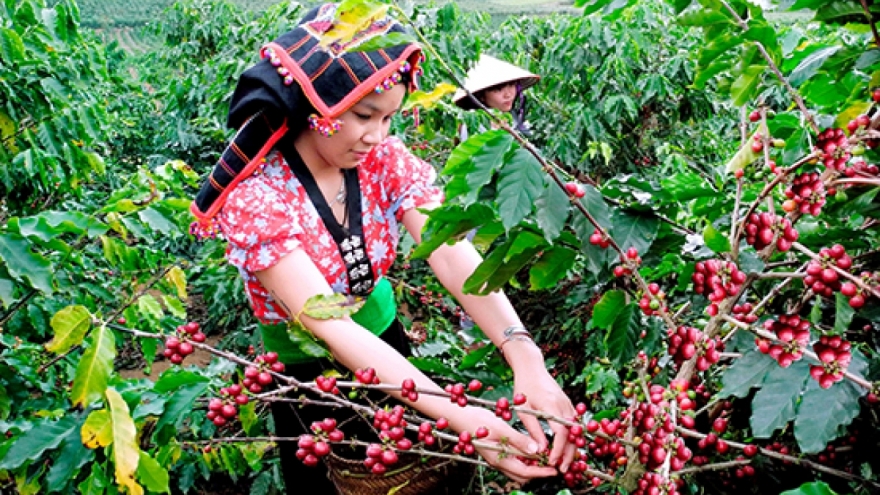 Giá cà phê hôm nay 2/10: Cà phê trong nước có giá 115.900 đồng/kg