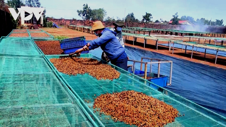 Giá cà phê hôm nay 6/6: Giá cà phê trong nước cao nhất 114.100 đồng/kg