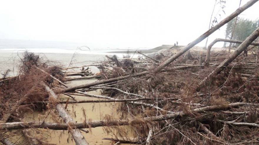 Trà Vinh công bố tình huống khẩn cấp về sạt lở bờ biển