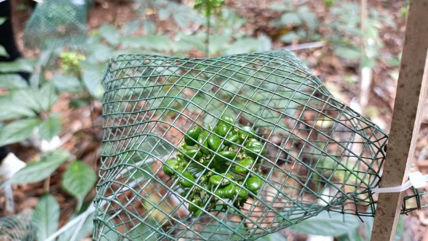 Kon Tum ngăn chặn tình trạng trục lợi thương hiệu sâm Ngọc Linh