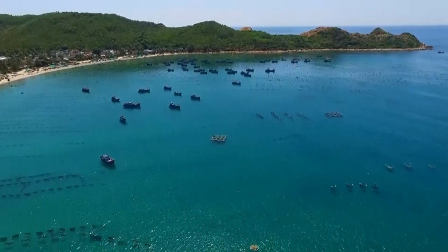 Tìm giải pháp phát triển chuỗi tôm hùm bền vững ở Nam Trung Bộ