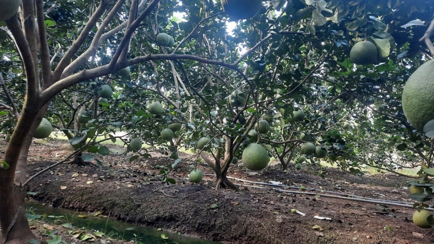 Nhiều loại trái cây giá ở mức cao, nhà vườn Tiền Giang phấn khởi