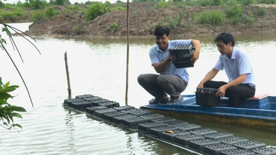 Vỗ béo cua trong hộp nhựa ở Cà Mau
