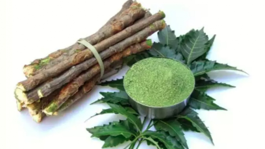 Lá Neem giúp kiểm soát lượng đường trong máu