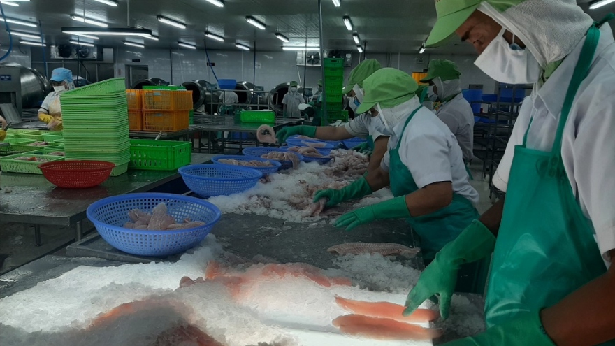 Cá tra đứng giá, ngư dân và doanh nghiệp không có lãi