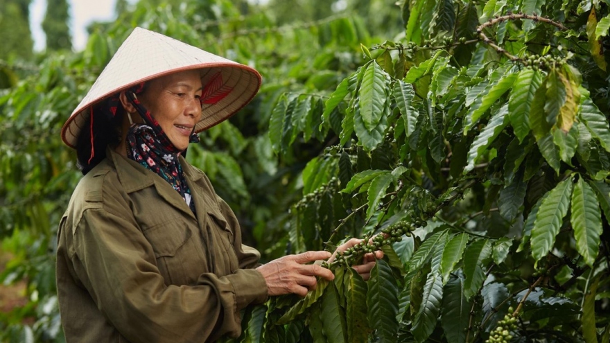 Nâng cao tính bền vững của cây cà phê và hồ tiêu ở Tây Nguyên