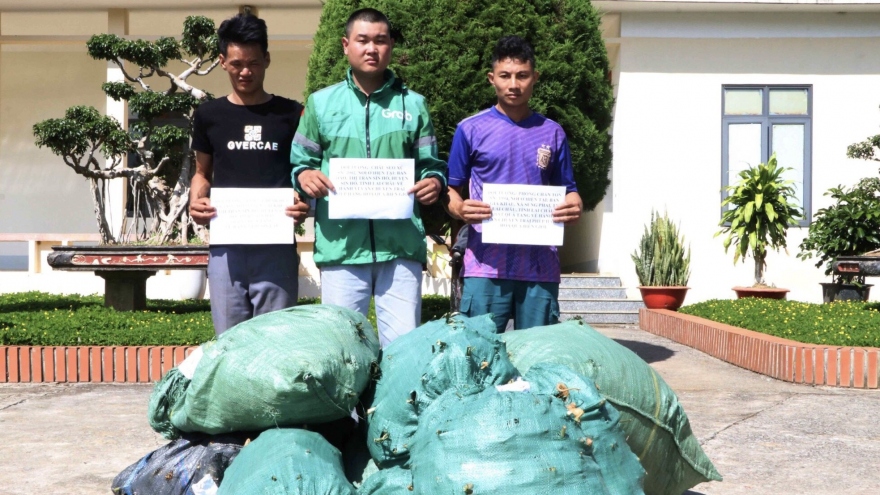 3 người vận chuyển 120kg sâm không rõ nguồn gốc qua biên giới