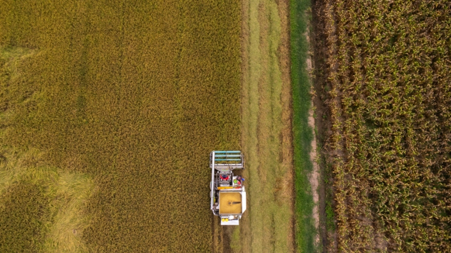 Thái Lan thúc đẩy kế hoạch 4 điểm về dự trữ gạo xuất khẩu