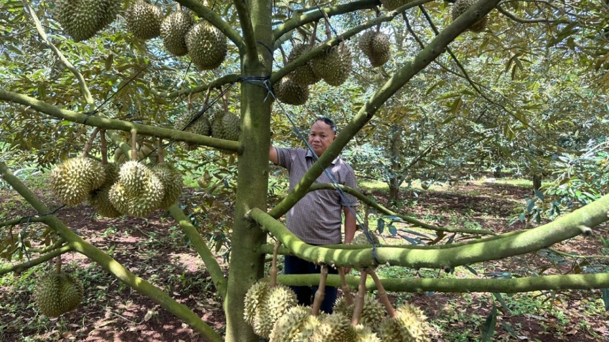 Đắk Lắk khó khăn trong quản lý mã vùng trồng sầu riêng