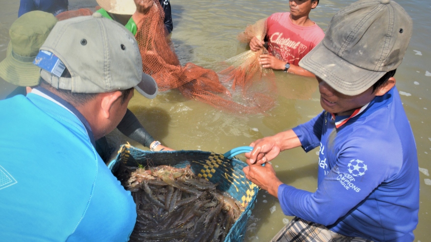 Cà Mau tổ chức lễ hội tôm vào giữa tháng 12