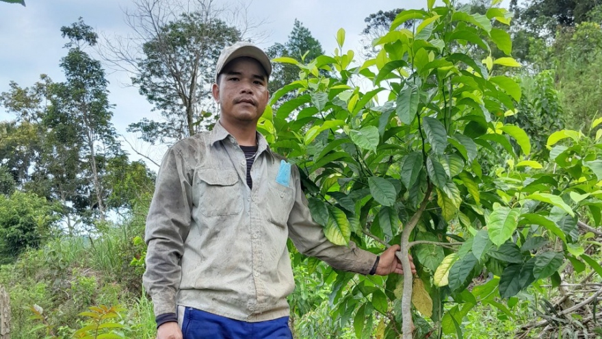 Đảng viên vùng cao Quảng Nam giúp đồng bào Cơ Tu thoát nghèo