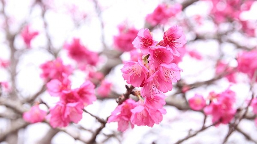 Lễ hội Hoa anh đào Điện Biên sẽ diễn ra vào trung tuần tháng 1 năm 2024