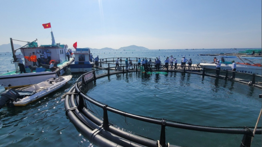 Phát triển nuôi biển tự nhiên gắn với bảo vệ và phát triển nguồn lợi thuỷ sản