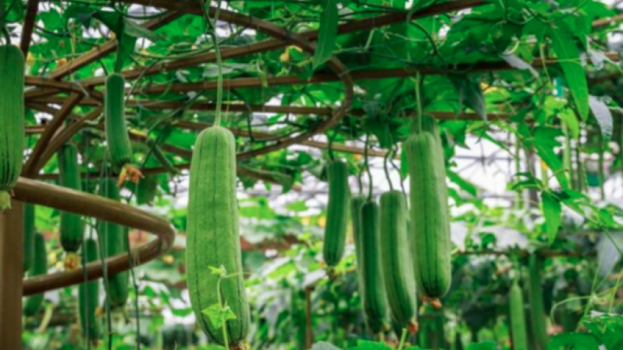 Quả mướp có công dụng gì cho sức khỏe?