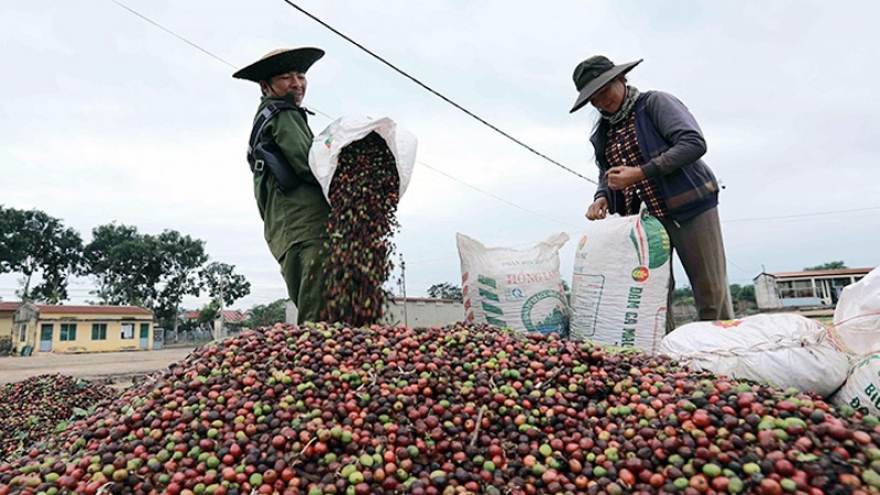 Giá cà phê hôm nay 27/5: Giá cà phê trong nước ổn định ở mức 122.400 đồng/kg