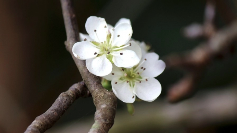Hanoi streets dotted with wild pear flowers signaling festive season