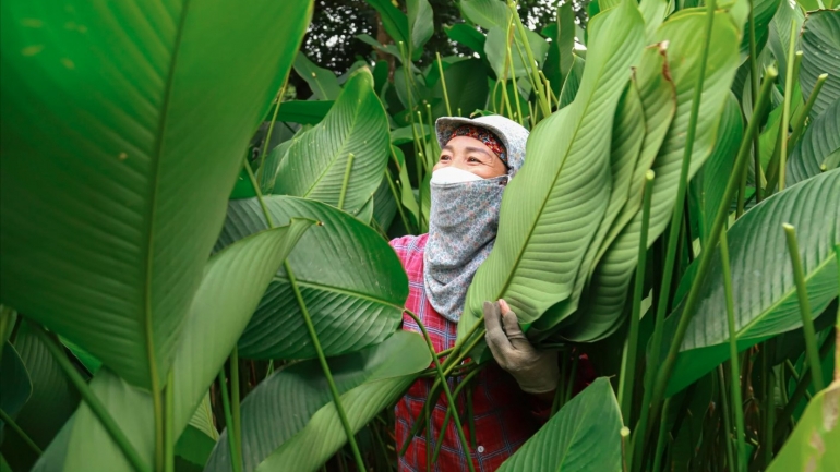 Hanoi villagers harvest Dong leaves for tasty Tet holiday treats