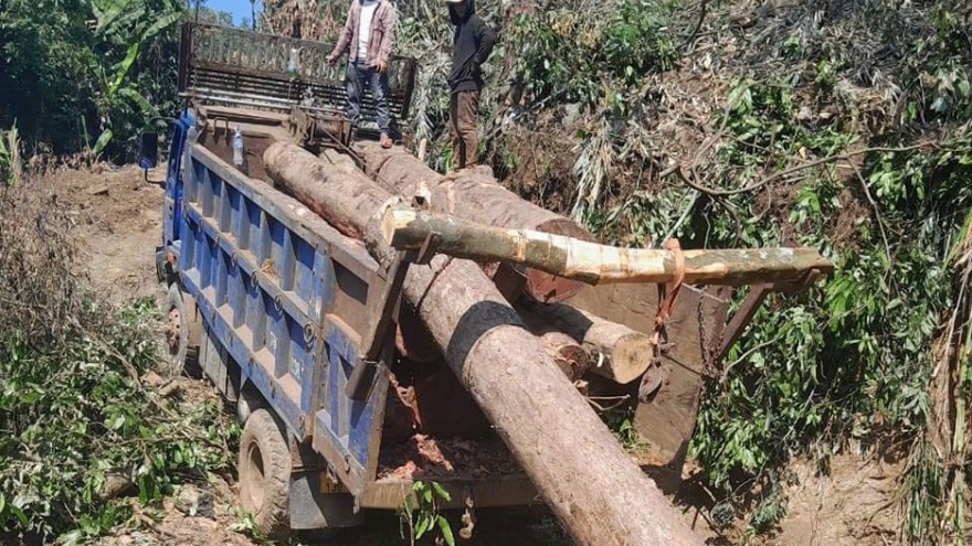 Quảng Ngãi tạm giữ 2 xe vận chuyển gỗ trái phép