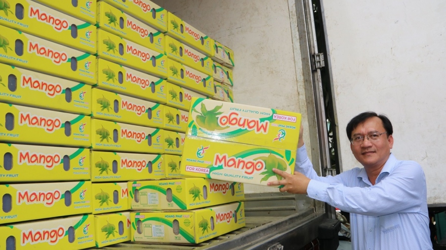 An Giang xuất khẩu 18 tấn xoài keo đầu tiên sang Hàn Quốc