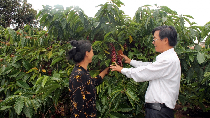 Giá cà phê hôm nay 22/1: Giá cà phê trong nước đồng loạt tăng