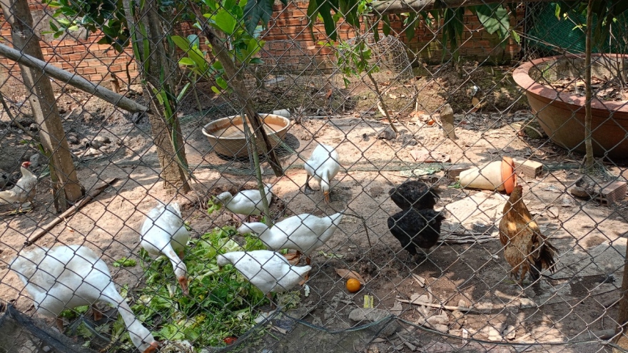 Tiền Giang xử lý khẩn cấp sau khi phát hiện ca bệnh cúm A/H9 đầu tiên