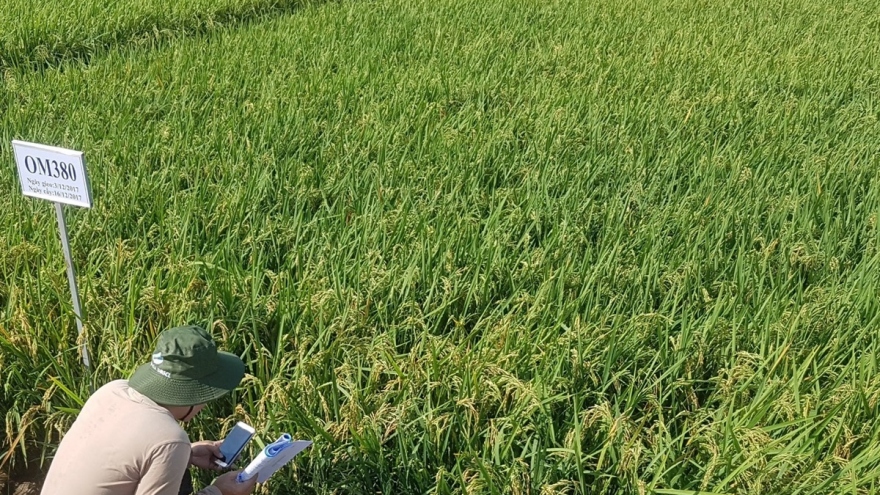 Hợp tác công tư trong đề án 1 triệu hecta lúa chất lượng cao vùng ĐBSCL