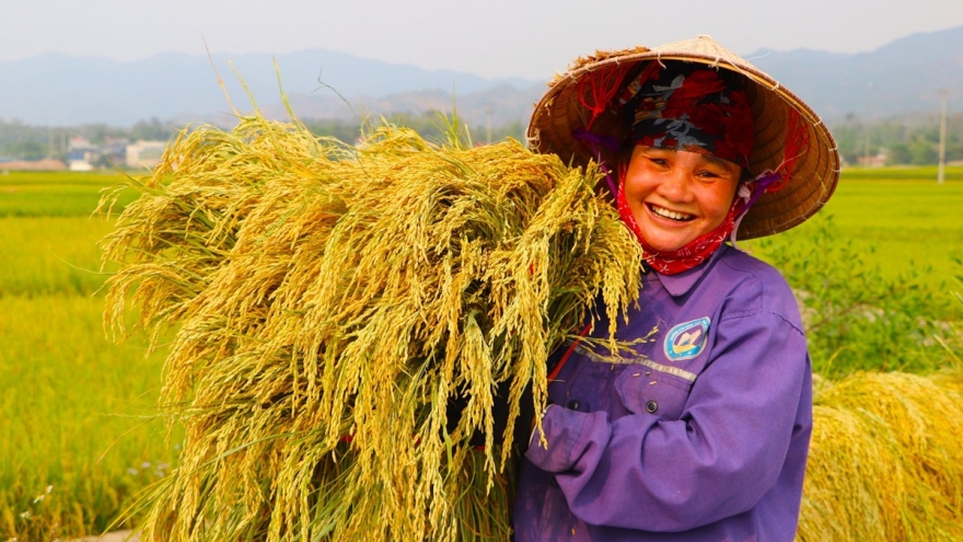 Nông dân Mường Thanh phấn khởi thu hạt “ngọc vàng”