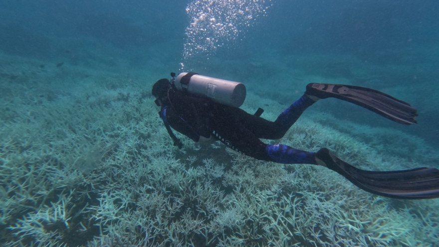 Tạm dừng hoạt động bơi lội, lặn xem san hô một số khu vực ở Côn Đảo