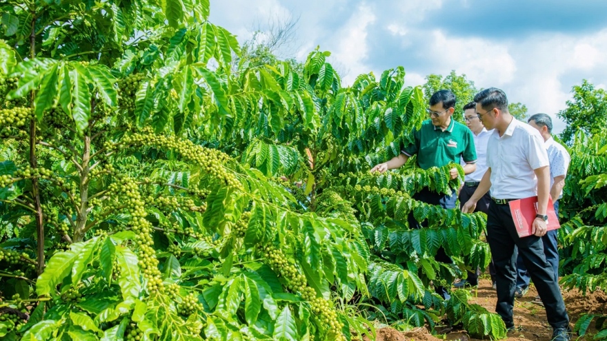 Điểm tựa vững chắc để nông dân Đắk Lắk làm giàu