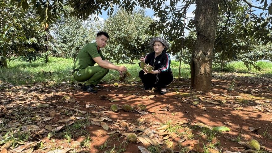 Mâu thuẫn mua bán đất với bố, người phụ nữ phá sầu riêng của con