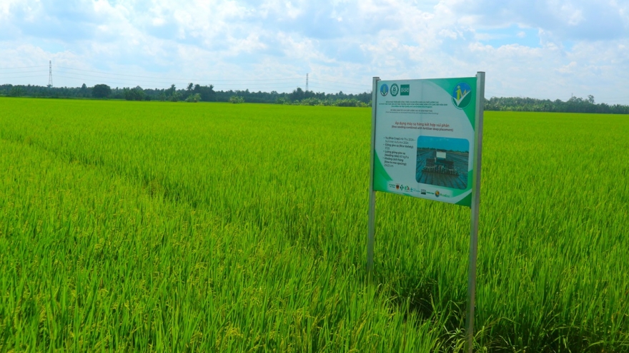 Sóc Trăng mở rộng thí điểm mô hình trong Đề án 1 triệu ha canh tác lúa chất lượng cao