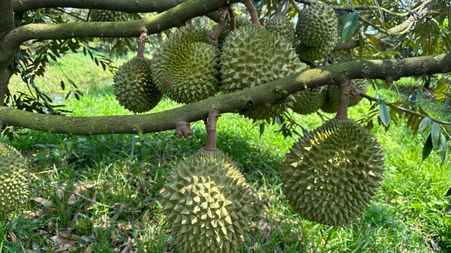 Đài Loan gia hạn kiểm tra sầu riêng nhập khẩu từ Việt Nam