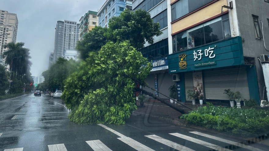 Hà Nội: Mưa lớn, gió giật mạnh quật đổ cây, một số hộ dân phải di dời tránh bão