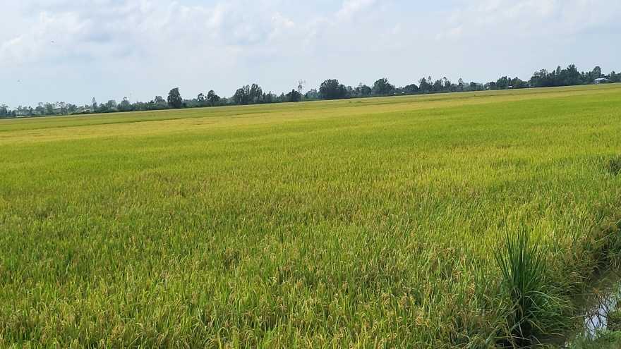 Giá lúa cao, nông dân Hậu Giang phấn khởi xuống giống vụ lúa Thu Đông