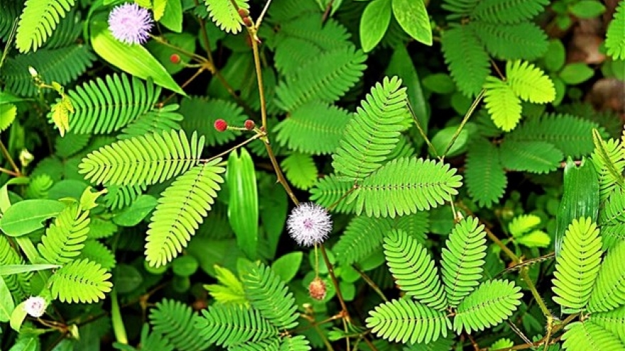 Loại cây được ví như "nữ hoàng e thẹn", là thảo dược quý cực nhiều ở Việt Nam