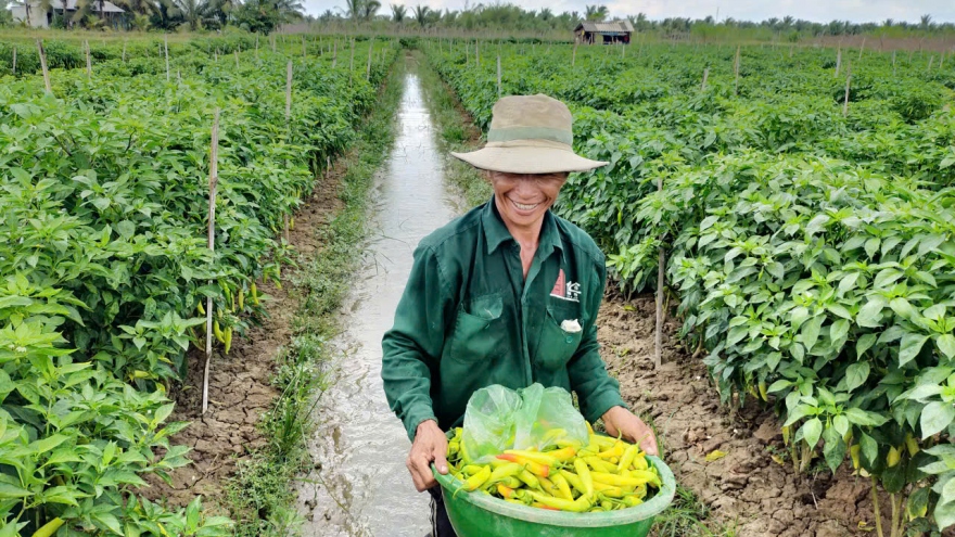 Hoạt động xuất khẩu hàng hóa của tỉnh Tiền Giang vẫn giữ gam màu sáng ở ĐBSCL