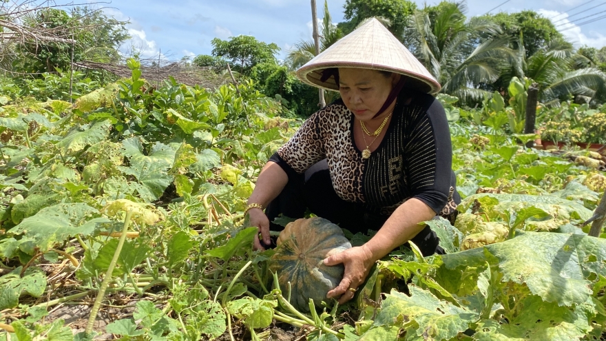 Trồng màu trên đất mặn – Người dân Cà Mau ăn rau sạch, thắm tình, thêm tiền
