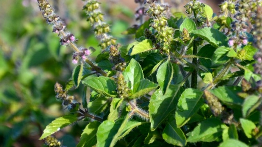 Loại cây Việt là “nữ hoàng thảo mộc”, dùng pha trà lợi đủ đường