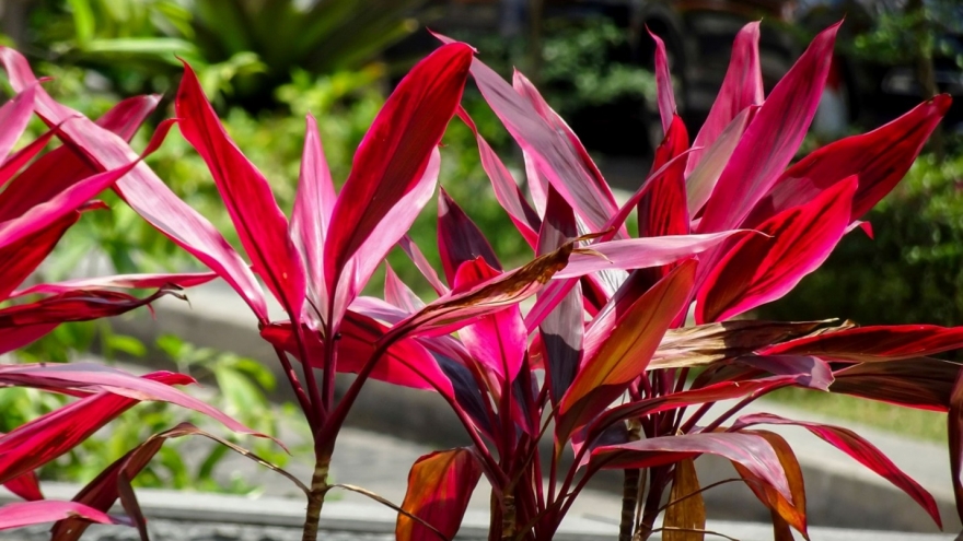 Cây thuốc quý là "khắc tinh" của nhiều bệnh nhưng nhiều người chỉ trồng làm cảnh